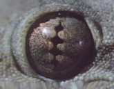 Geitjie, Animal Planet