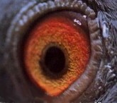 Duif, Animal Planet
