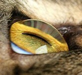 Kat, Powerpoint Presentation 'Wunderbare bilder'
